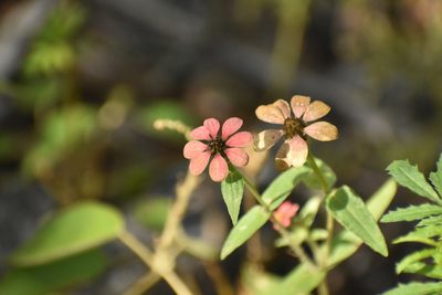 Zinnia peruviana, photographed by Ezequiel Racker