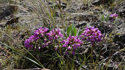 Phoenicaulis cheiranthoides, photographed by Tuoichen