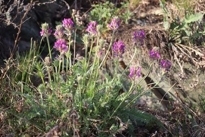 Oxytropis strobilacea, photographed by Nina Filippova