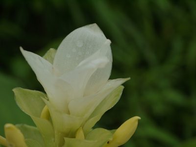 Curcuma caulina, photographed by Dinesh Valke