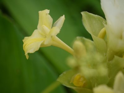Curcuma caulina, photographed by Dinesh Valke