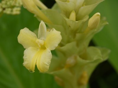 Curcuma caulina, photographed by Dinesh Valke