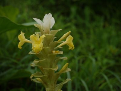 Curcuma caulina, photographed by Dinesh Valke
