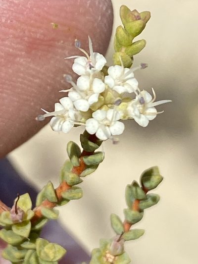 Macrostylis crassifolia, photographed by Dave U