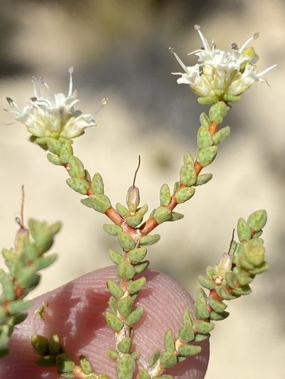 Macrostylis crassifolia, photographed by Dave U