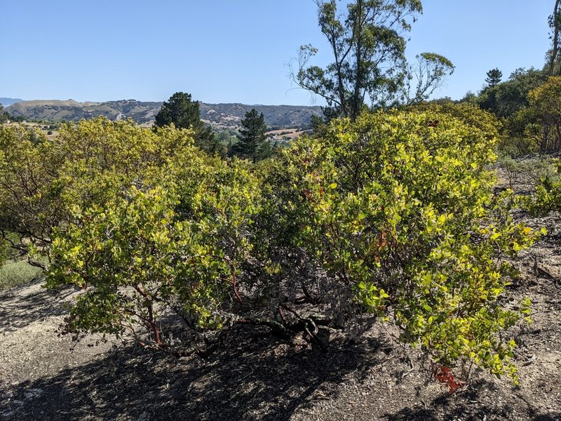 Arctostaphylos pilosula, photographed by Zack Abbey