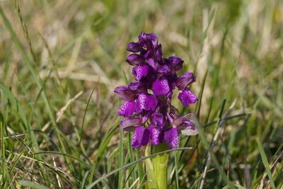 Anacamptis morio, photographed by Julia Moning