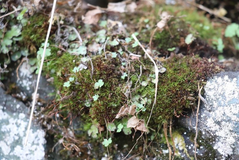 Saxifraga sibirica, photographed by Nina Filippova