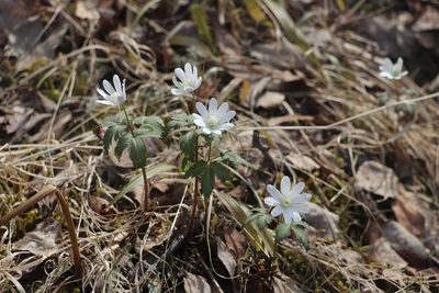 Anemonoides altaica, photographed by Nina Filippova