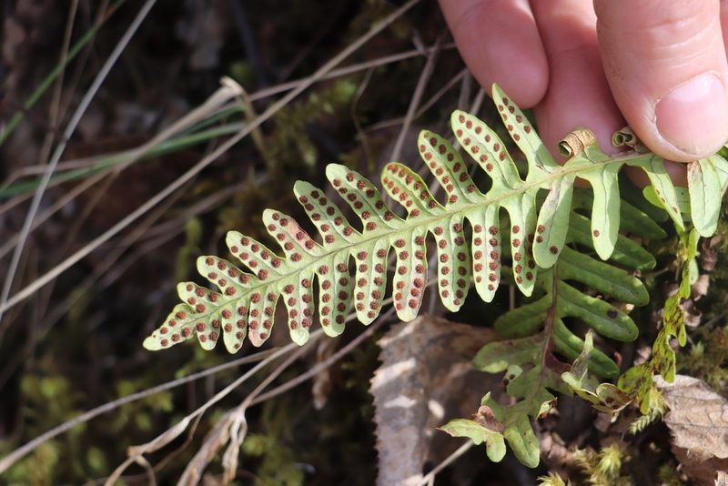 Polypodium sibiricum, photographed by Nina Filippova