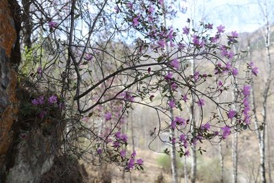 Rhododendron dauricum, photographed by Nina Filippova
