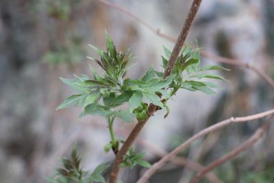 Sambucus sibirica, photographed by Nina Filippova