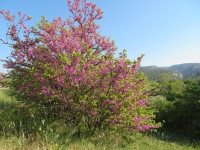 Cercis siliquastrum, photographed by Marco Mussita