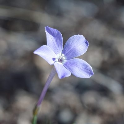 Ipomopsis longiflora, photographed by Andrew Tree