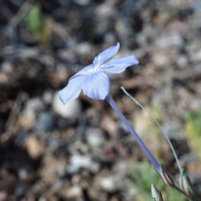 Ipomopsis longiflora, photographed by Andrew Tree