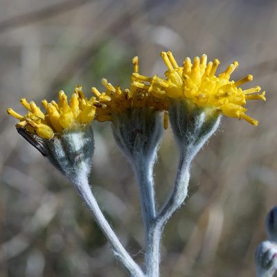 Hymenopappus filifolius, photographed by Andrew Tree