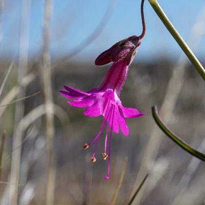 Mirabilis coccinea, photographed by Andrew Tree