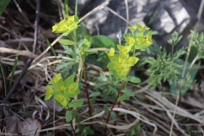 Euphorbia altaica, photographed by Nina Filippova