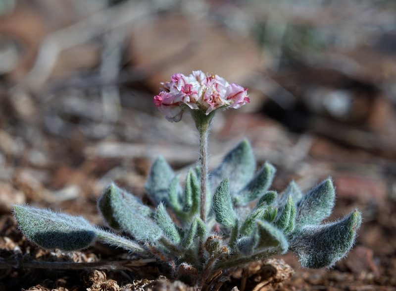 Eriogonum abertianum, photographed by Andrew Tree
