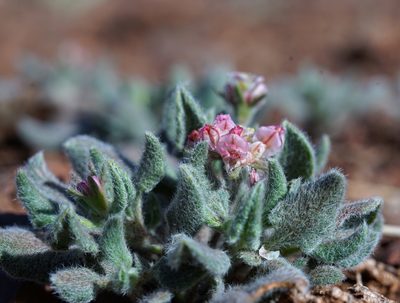 Eriogonum abertianum, photographed by Andrew Tree