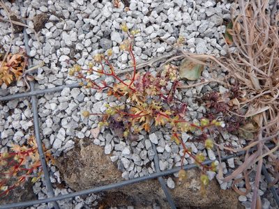 Saxifraga tridactylites, photographed by Karen Fry