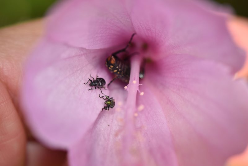 Hibiscus pedunculatus, photographed by Sunčana Bradley
