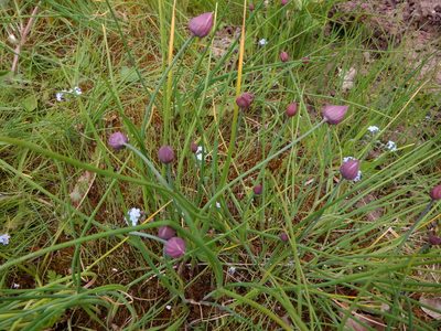 Allium schoenoprasum, photographed by Karen Fry