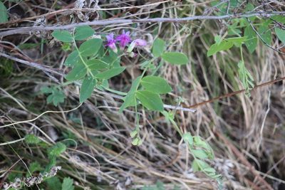 Lathyrus humilis, photographed by Nina Filippova