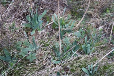 Allium nutans, photographed by Nina Filippova