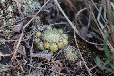 Orostachys spinosa, photographed by Nina Filippova