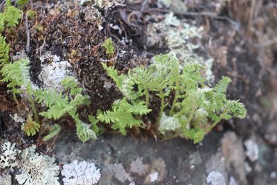 Woodsia ilvensis, photographed by Nina Filippova