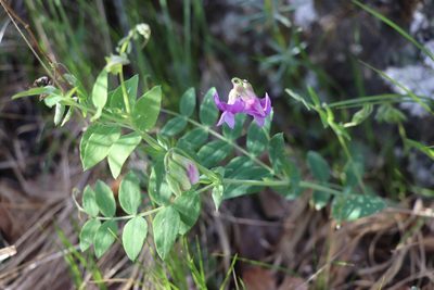 Lathyrus humilis, photographed by Nina Filippova