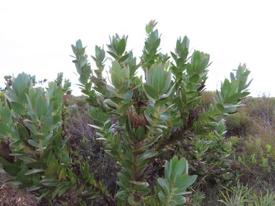Protea compacta, photographed by linkie