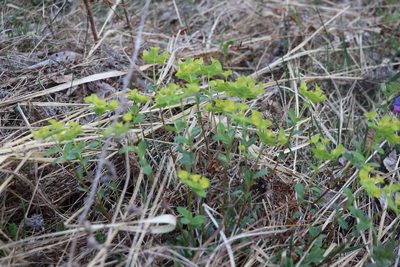 Euphorbia altaica, photographed by Nina Filippova