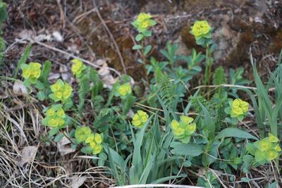 Euphorbia altaica, photographed by Nina Filippova