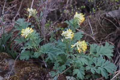 Corydalis nobilis, photographed by Nina Filippova