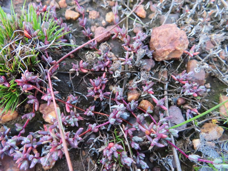 Lampranthus debilis, photographed by linkie