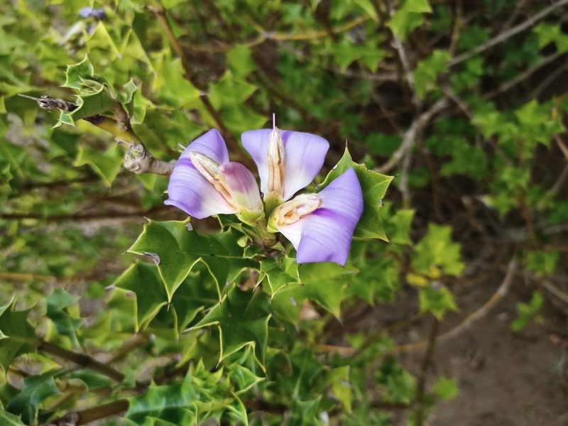 Acanthus ilicifolius, photographed by Sabarni Sarker