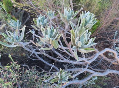 Lobostemon curvifolius, photographed by linkie