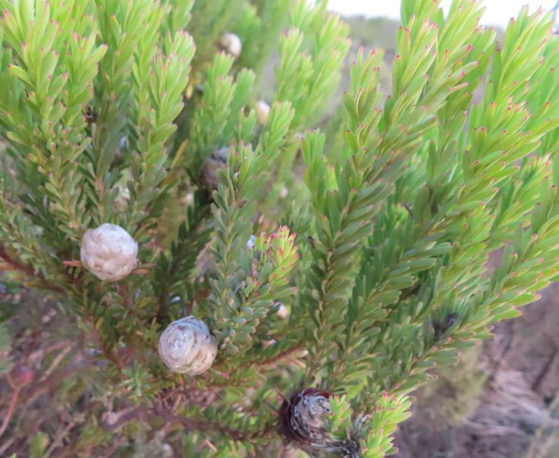 Leucadendron linifolium, photographed by linkie