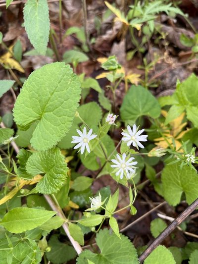 Stellaria corei, photographed by Shelby Lyn Sanders