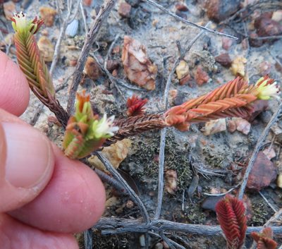 Crassula ericoides, photographed by linkie