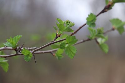 Crataegus sanguinea, photographed by Nina Filippova