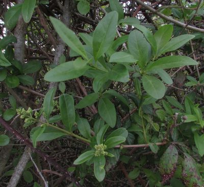 Ligustrum ovalifolium, photographed by Jon Mortin