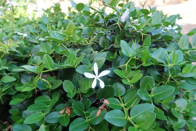 Carissa macrocarpa, photographed by Presha Soogrim