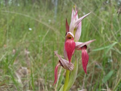 Serapias lingua, photographed by Josep Gesti
