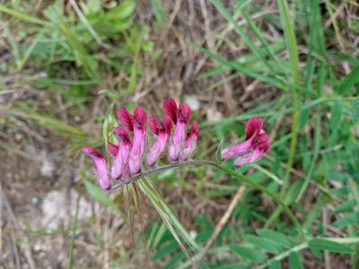 Vicia benghalensis, photographed by Josep Gesti