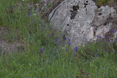 Muscari comosum, photographed by Felicia Seichter