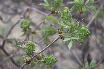 Sambucus sibirica, photographed by Nina Filippova