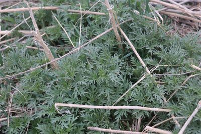 Urtica cannabina, photographed by Nina Filippova